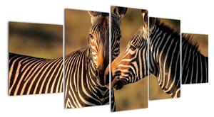 Obraz - zebry (150x70cm)