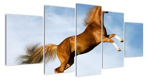 Obraz koně na zadních (150x70cm)