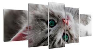 Obraz kočky (150x70cm)