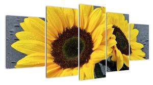 Obraz slunečnice (150x70cm)