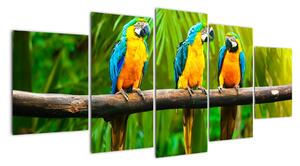 Moderní obraz - papoušci (150x70cm)