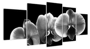 Černobílý obraz - orchidej (150x70cm)