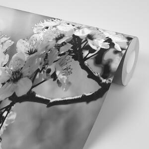 Fototapeta černobílý třešňový květ