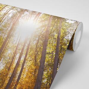 Fototapeta les v podzimních barvách