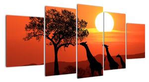 Obraz žirafy při západu slunce (150x70cm)
