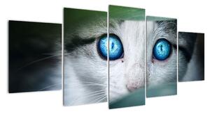 Obraz kočky, zářivé oči (150x70cm)