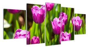 Obraz kvetoucích tulipánů (150x70cm)