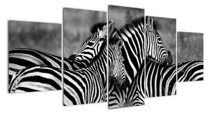Obraz - zebry (150x70cm)
