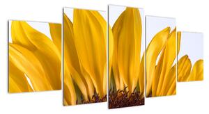 Obraz květu slunečnice (150x70cm)