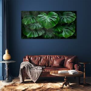 Obraz na skle Obraz na skle Moderní listy rostlin