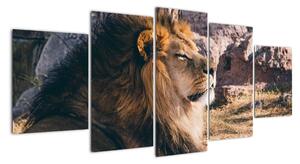 Obraz - ležící lev (150x70cm)