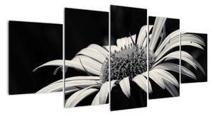 Černobílý obraz květu (150x70cm)