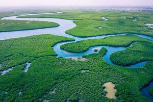 DIMEX | Vliesová fototapeta Mangrovové lesy MS-5-3101 | 375 x 250 cm | zelená, modrá, bílá