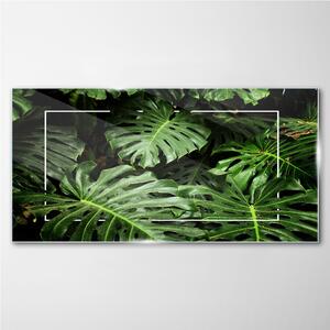 Obraz na skle Obraz na skle Listy květinovské rostliny