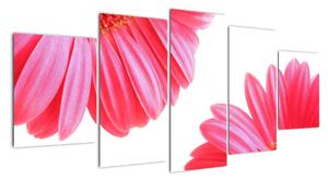 Obraz květin - astra (150x70cm)