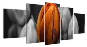 Oranžový tulipán mezi černobílými - obraz (150x70cm)