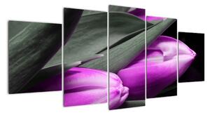 Obraz fialových tulipánů (150x70cm)