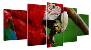 Obraz papouška (150x70cm)