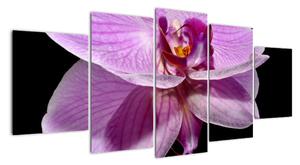 Obraz - orchidej (150x70cm)