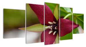 Kvetoucí rostlina - obrazy do domu (150x70cm)