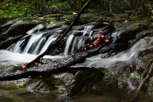 DIMEX | Vliesová fototapeta Lesní vodopád MS-5-3179 | 375 x 250 cm | zelená, červená, bílá