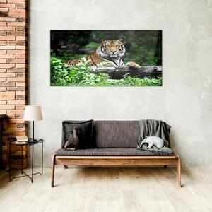 Obraz na skle Obraz na skle Lesní zvířecí kočka tygr