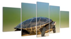 Obraz želvy - moderní obrazy (150x70cm)