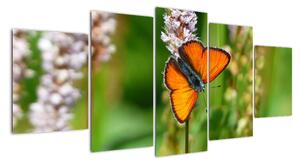 Moderní obraz motýla na louce (150x70cm)