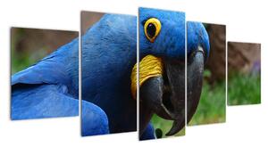 Obraz - papoušek (150x70cm)
