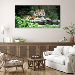 Obraz na skle Obraz na skle Lesní zvířecí kočka tygr
