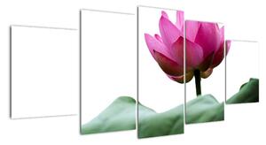 Obraz květu (150x70cm)