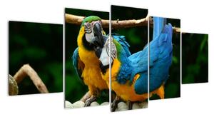 Obraz papoušků na laně (150x70cm)