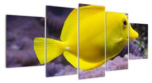 Obraz - žluté ryby (150x70cm)
