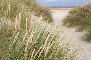 DIMEX | Vliesová fototapeta Tráva v písečných dunách MS-5-3210 | 375 x 250 cm | zelená, modrá, bílá