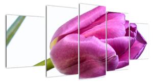 Obraz růžového tulipánu (150x70cm)