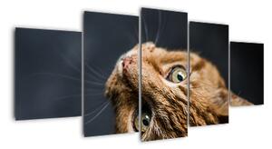 Moderní obraz kočky (150x70cm)