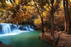 DIMEX | Vliesová fototapeta Podzimní hluboký les MS-5-3241 | 375 x 250 cm | zelená, bílá, oranžová, hnědá