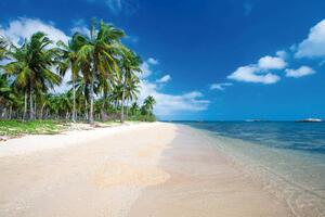 DIMEX | Vliesová fototapeta Vysoké palmy na pláži MS-5-3235 | 375 x 250 cm | zelená, modrá, žlutá