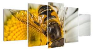 Obraz - detail včely (150x70cm)