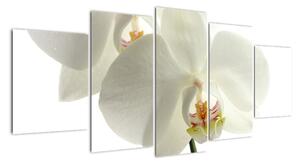 Obraz orchideje (150x70cm)