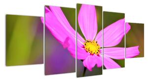 Obraz květiny (150x70cm)