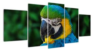 Obraz papouška (150x70cm)