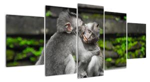 Obraz na stěnu - opice (150x70cm)