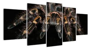 Obraz tarantule (150x70cm)