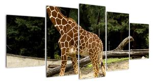Obraz žirafy (150x70cm)
