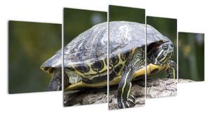 Obraz suchozemské želvy (150x70cm)