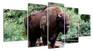 Obraz s americkým bizonem (150x70cm)