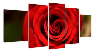 Detail růže - obraz (150x70cm)