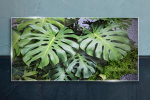 Obraz na skle Obraz na skle Botanické listy rostlin
