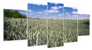 Pole pšenice - obraz (150x70cm)